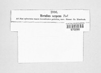 Crystallicutis serpens image